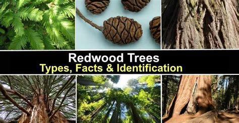 Redwood Trees: Types, Facts and Identification (With Pictures)