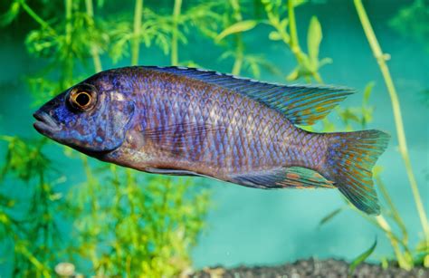 Facts About Red Devil Cichlids Pets On, 54% OFF