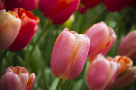 Close-up photo of tulip flowers, tulips HD wallpaper | Wallpaper Flare