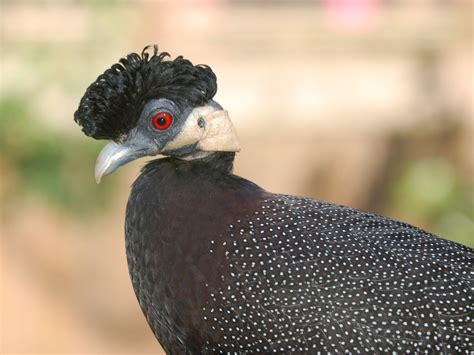 The Online Zoo - Crested Guineafowl