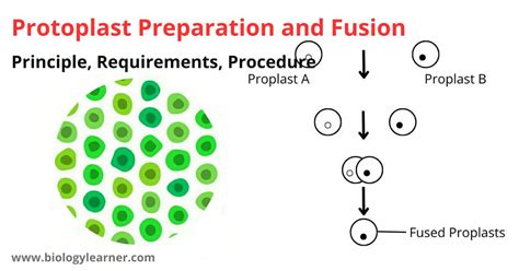 Protoplast Preparation and Fusion: Principle, Requirements, Procedure