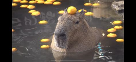 There’s a video on YouTube of a capybara in open air bath with orange ...