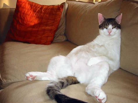 Funny fat cats |Funny Animal