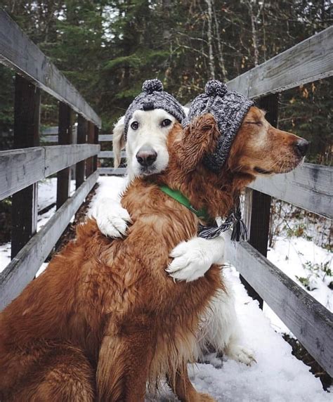 Sometimes all you need is a hug | Dogs hugging, Funny animals, Puppies