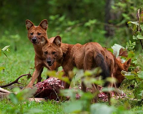 The Endangered species of Pack Hunters – Dhole (Wild Dog)