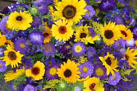 Sapphire Flowers, September Asters - Schaaf Floral