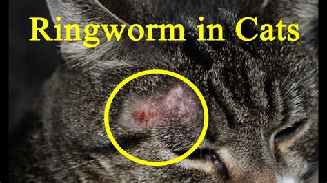 Natural Ringworm Treatment For Cats - Quotes Trending