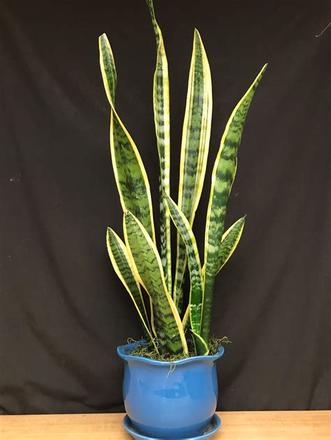 Snake Plant : Effortless snake plant - Kentucky Living - Maria Twers1998