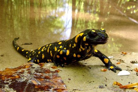 CalPhotos: Salamandra salamandra; Fire Salamander | Reptiles and ...