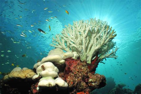 Great Barrier Reef Coral Bleaching update - Bespoke vacations