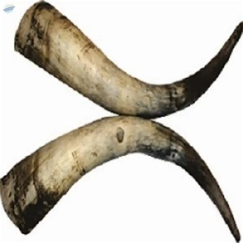 Buy Cow Horns , Paired Raw Cow Horn from Top Level Network LLC, USA ...