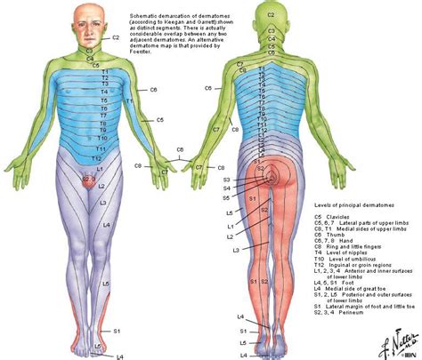 ATC BOC Study Guide on Twitter: "Dermatomes: each spinal nerve is ...