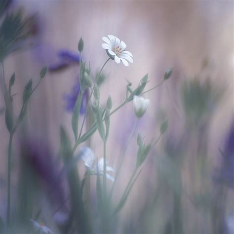 Ethereal nature photography – Jo Stephen