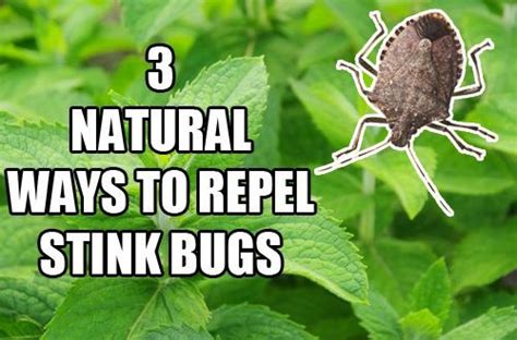 3 Natural Ways To Repel Stink Bugs | Stink bugs, Stink bug repellent ...