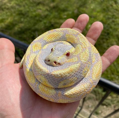 Albino Python Snake Cake