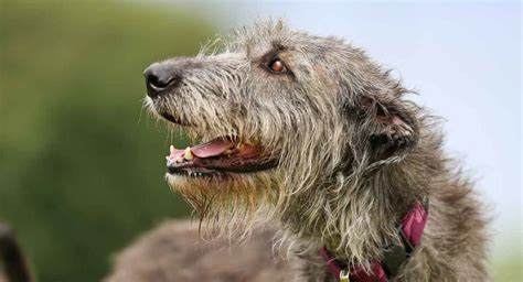 Irish Wolfhound - Is This Gentle Giant Your Perfect Companion?