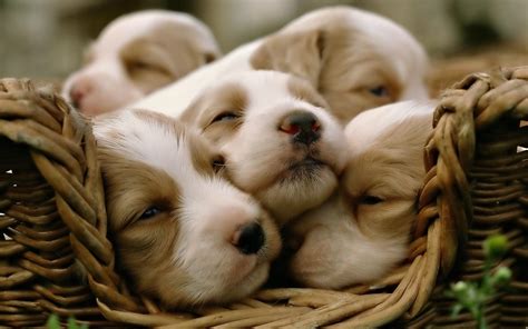 Cute Puppy Wallpapers Those Are Perfect To Make Your Mood Happy - Let ...