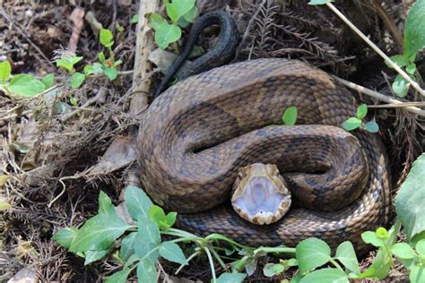 Snakes of around the world: Cottonmouth