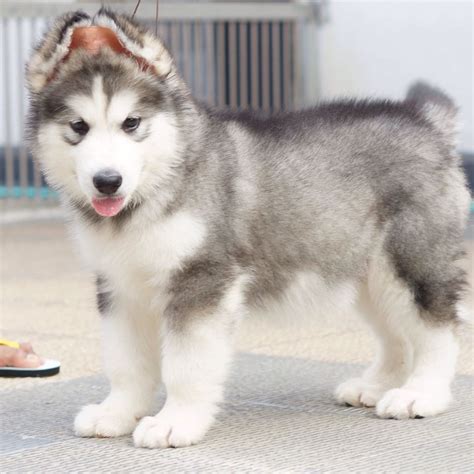 Mini Fluffy Mini Alaskan Malamute Puppy - Pets Lovers