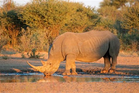 White Rhinoceros Drinking Water Stock Image - Image of late, south ...