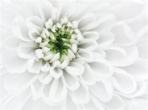 close up photography of white petaled flower #Purity close up ...