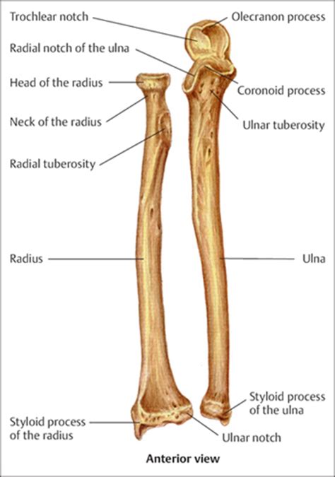 Fractures of the Ulna and Radius | Musculoskeletal Key