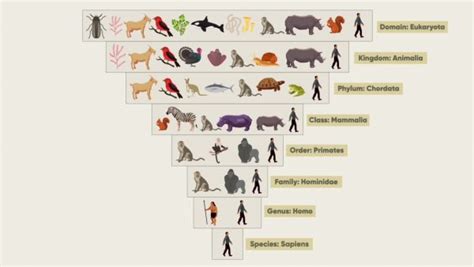 Classification Of Living Things Flow Chart