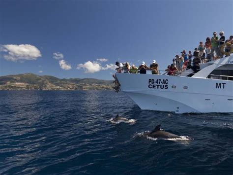 Whale watching in the Azores | Responsible Travel