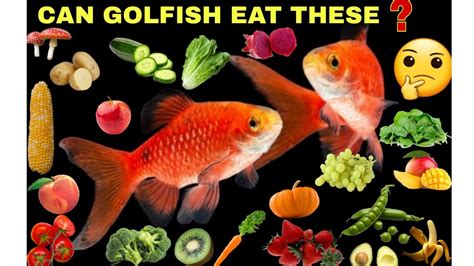 Can my Goldfish eat peas or other vegetables and fruits ? #goldfish # ...