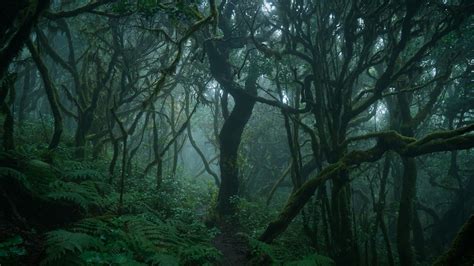 green nature green forest dark forest #forest deep forest thick forest ...