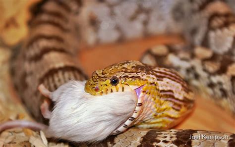 "A Corn Snake Eating A Mouse" by Joel Kempson | Redbubble