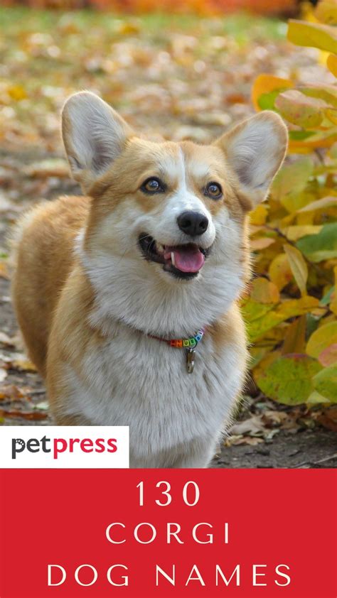 Top 130 Best Corgi Dog Names For Your Cute And Adorable Corgi