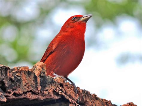 Hepatic Tanager - eBird