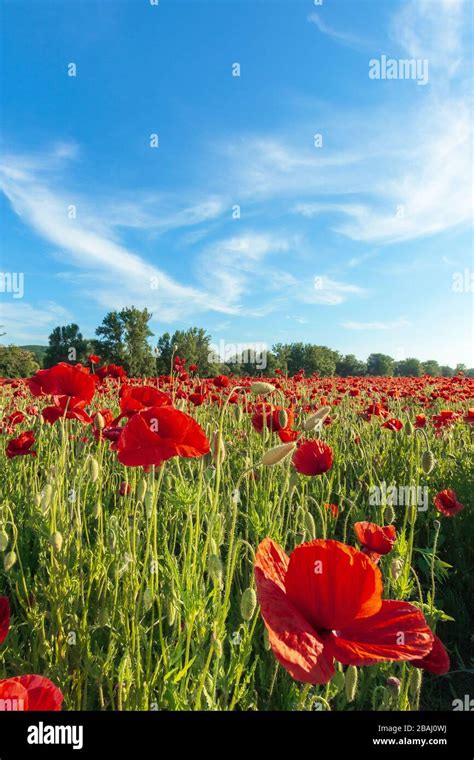 red poppy field at sunset. clouds on the blue sky. sunny weather Stock ...