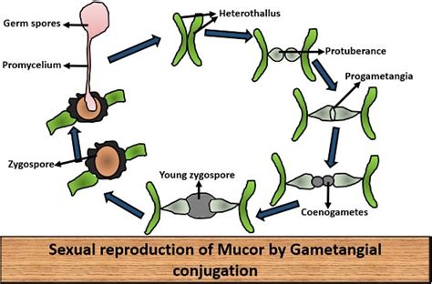 What is Mucor? Characteristics, Structure & Life cycle - Biology Reader