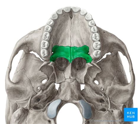 palatine bone – neuron stuff and other science stuff