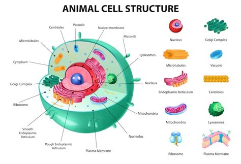 Single Cell Protein (SCP) - GeeksforGeeks