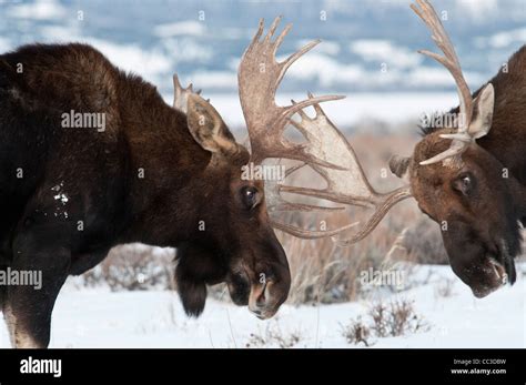 Bull Moose Fighting High Resolution Stock Photography and Images - Alamy