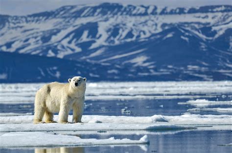 10 Fascinating Facts About Polar Bears