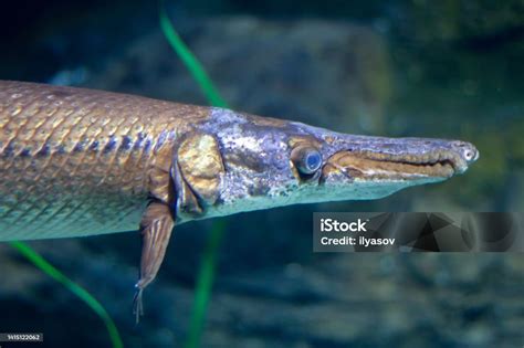 Shortnose Gar Swimming Underwater In An Aquarium Stock Photo - Download ...