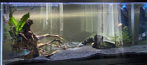 Tank mates? : r/Cichlid