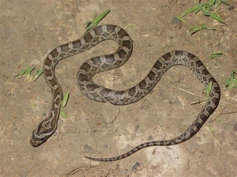 Great plains ratsnake | The World of Animals