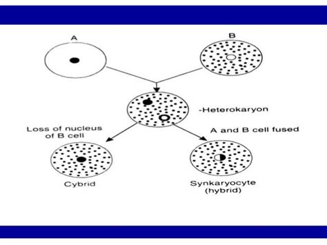 Protoplast fusion