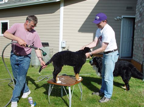 How to Give a Dog a Bath : 4 Steps (with Pictures) - Instructables