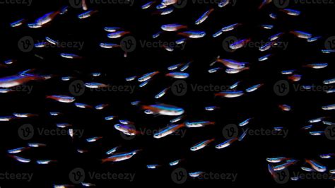 Aquarium fish on isolated black background 15468297 Stock Photo at Vecteezy