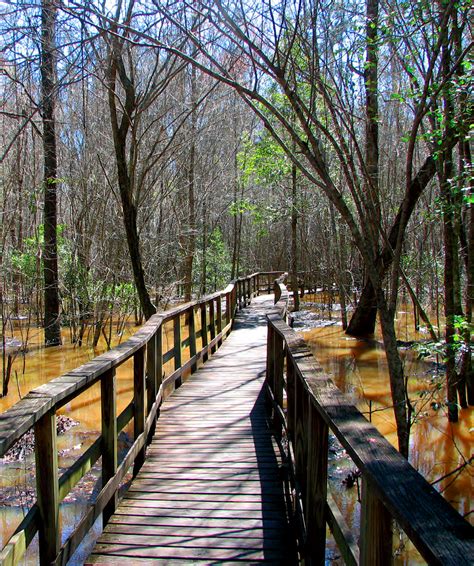 1000+ images about Congaree National Park on Pinterest