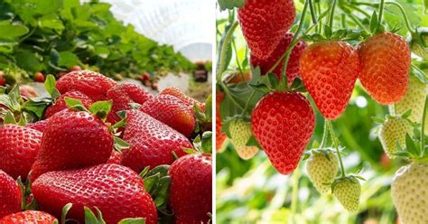 Popular Strawberry Varieties (Complete Guide)