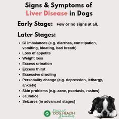 Watch out for these signs and symptoms of liver disease in dogs. Watch ...