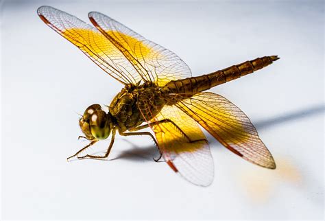 Dragonfly Insect Yellow · Free photo on Pixabay