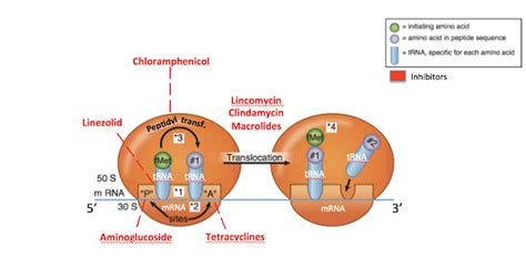 Medicowesome: Bacterial Protein Synthesis Inhibitors